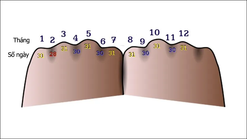 Tính số ngày trong tháng bằng bàn tay