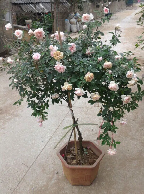 tree-rose-1a