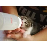 Cách nuôi mèo con bằng sữa công thức hiệu quả