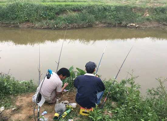 Cách làm mồi câu cá trê sông - 2