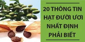 20 Thông Tin Hạt Đười Ươi Nhất Định Phải Biết