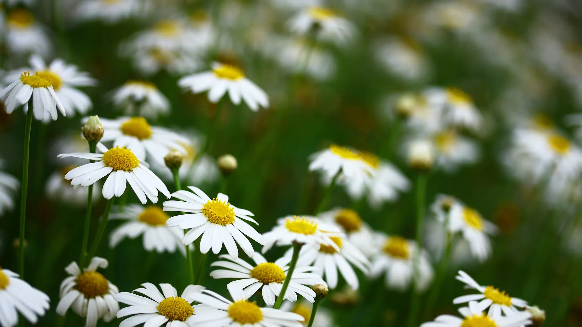 How to grow Chamomile Làm thế nào để trồng các loại thảo mộc hoa cúc trong vườn của bạn