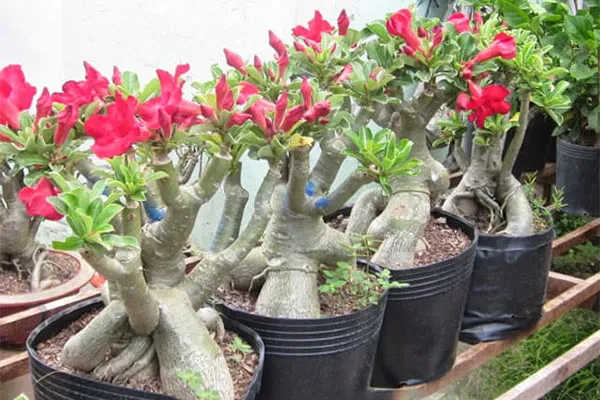 Cách Làm Củ Sứ To Bự Trà Bá Thế Bonsai "Siêu Độc Đáo" - kythuatcanhtac.com