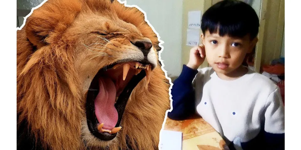 Con sư tử Tiếng Anh là gì - boxhoidap.com