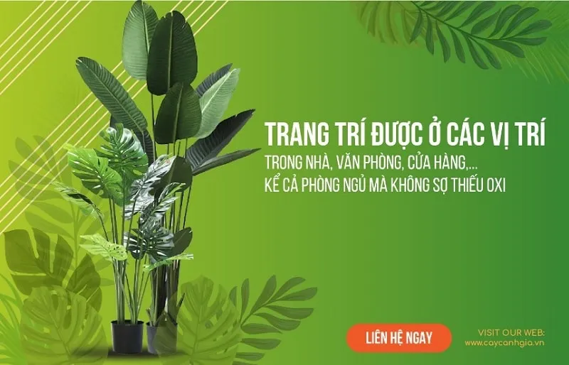 Banner đẹp cho những ai đam mê cây cảnh