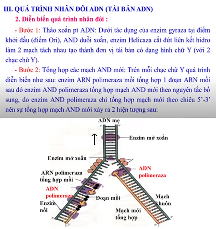 Quá trình nhân đôi, tái bản ADN