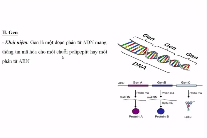 Định nghĩa về gen trong di truyền học