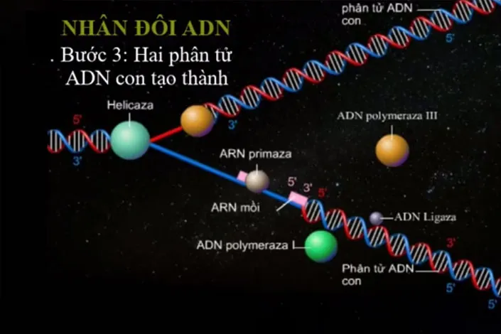 Ý nghĩa của quá trình nhân đôi ADN