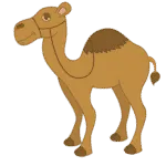 Camel