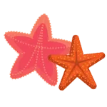 Starfish