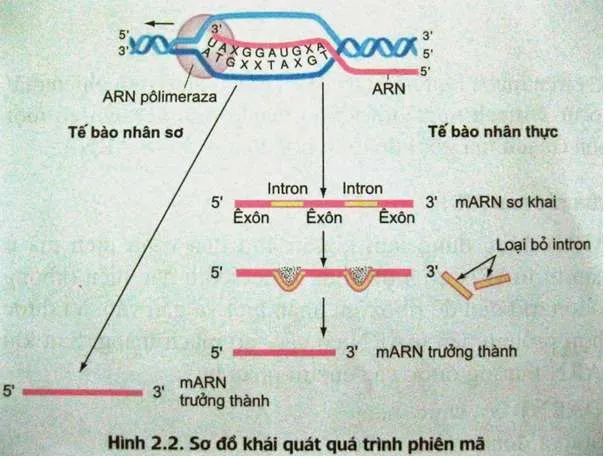 [CHUẨN NHẤT] Làm khuôn mẫu cho quá trình phiên mã là nhiệm vụ của (ảnh 2)