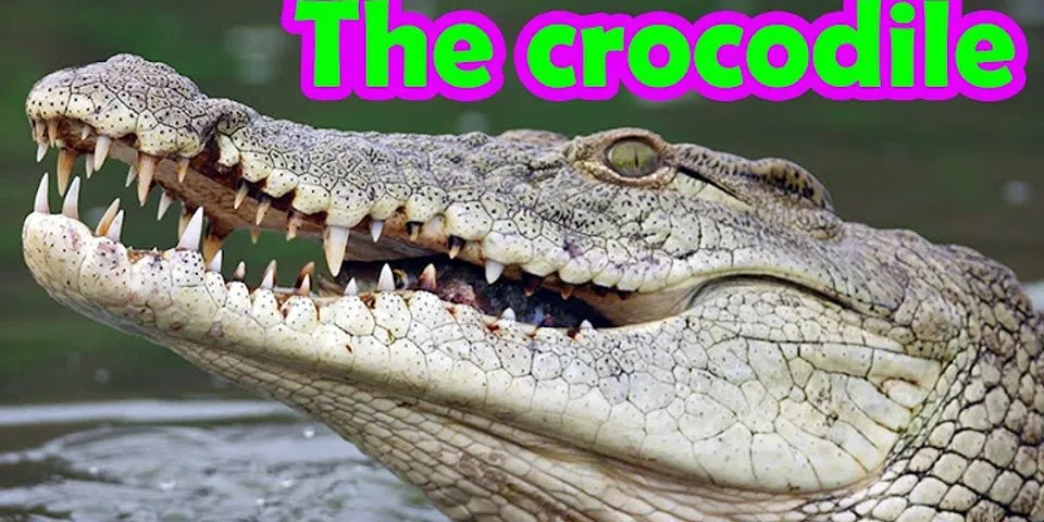 Cá sấu trong Tiếng Anh đọc là gì - Hàng Hiệu
