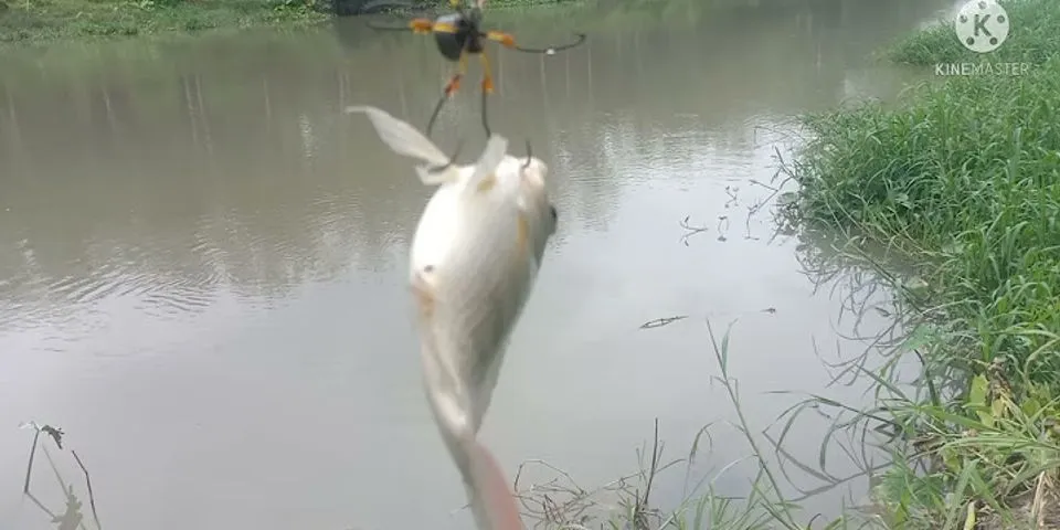 Cách câu cá rô phi bằng lưỡi lục
