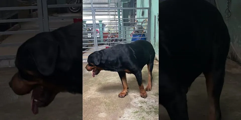 Cách chăm sóc chó Rottweiler mang thai