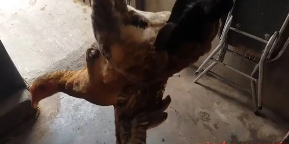 Cách nấu thịt gà cho bà đẻ