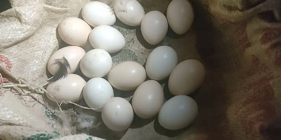 cách thử trứng gà ấp bằng nước