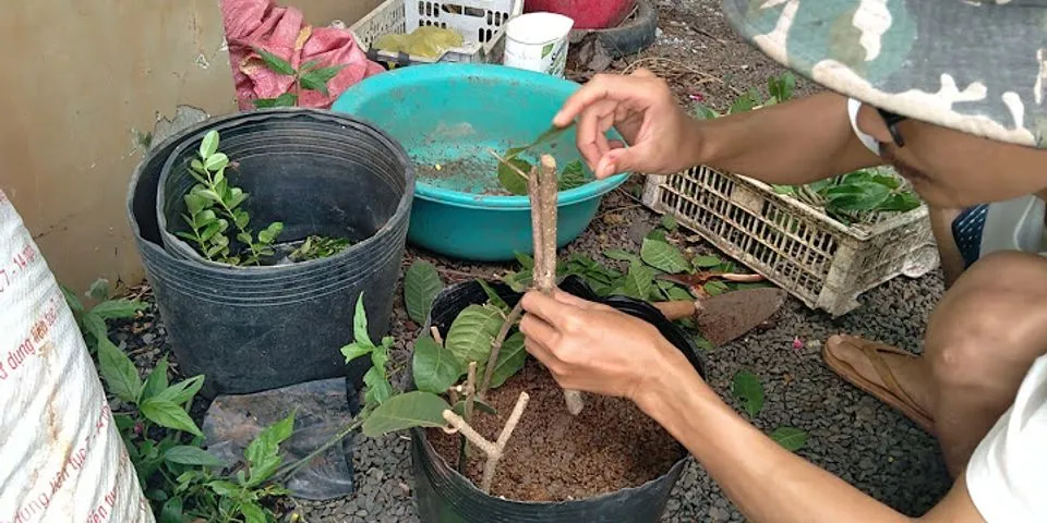 Kinh nghiệm trồng mai xanh Thái