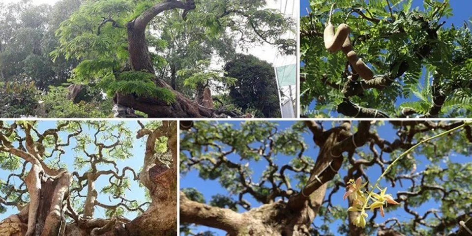 Top 6 những cây me bonsai đẹp