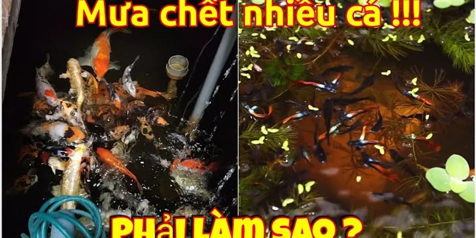 Tại sao cá chết sau mưa