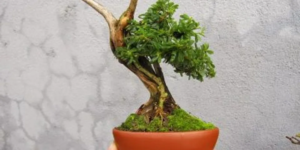 Top 8 tiểu cảnh bonsai đặc sắc chọn lọc