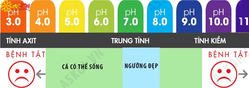 Ngưỡng pH cá Koi có thể sinh trưởng tốt