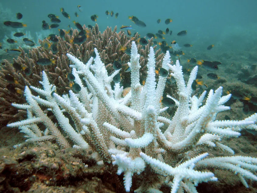 Bleached branching coral