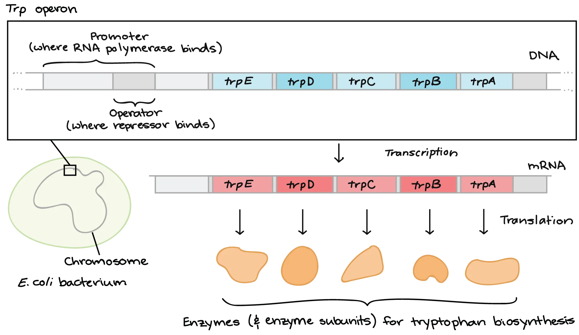 Kết quả hình ảnh cho operon trp