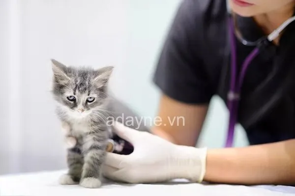 vacxin phòng 4 bệnh cho mèo gồm ngừa những bệnh thường gặp