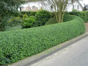 hedge